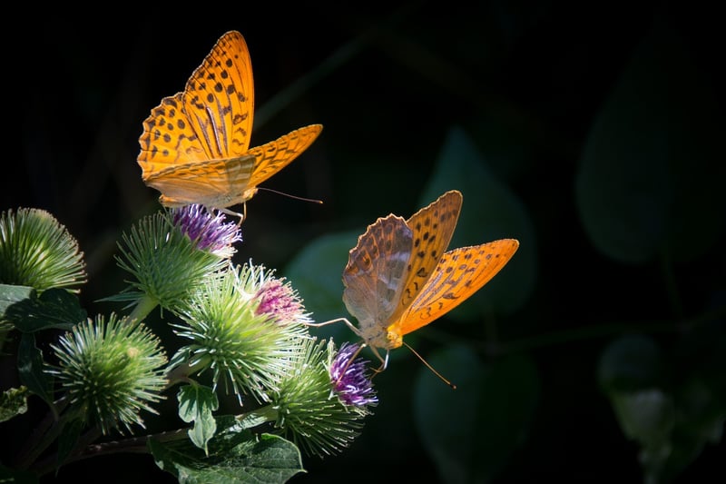 Butterfly Guidelines